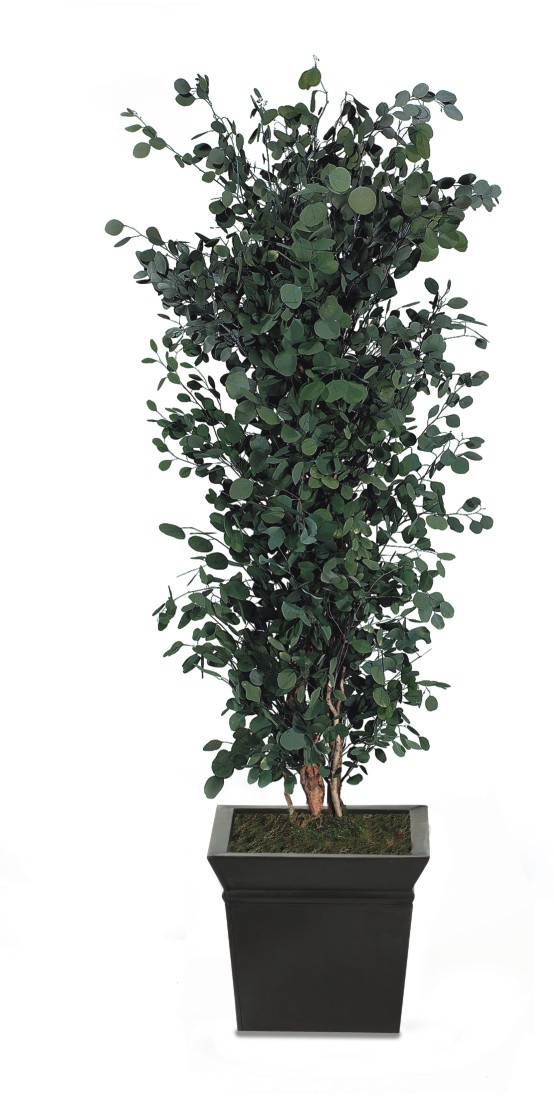 Populus - en moderne og vedligeholdelsesfri grøn plante