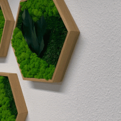 Hexagon trio i flad- og rensdyrmos 