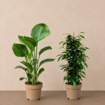 Store planter