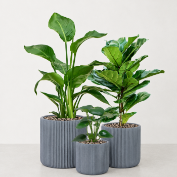 Plantepakker