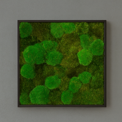 Mosbillede i mosmix 006