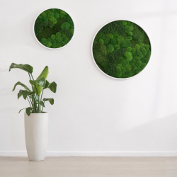 Mosbillede i mosmix 007 