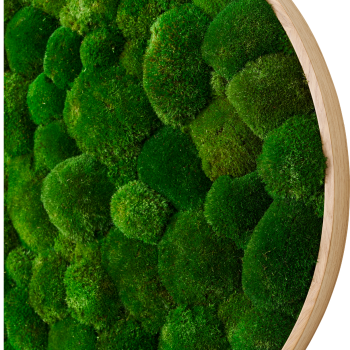 Mosbillede i pudemos