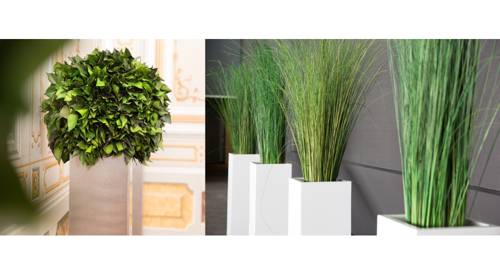 14 smukke planter, der ikke beh�ver lys og er nemme at holde