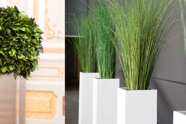 14 smukke planter, der ikke beh�ver lys og er nemme at holde