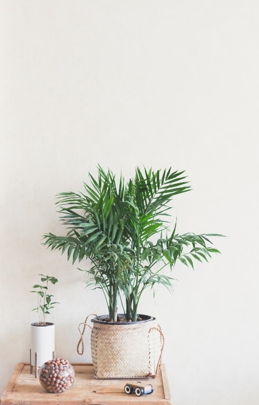 Areca palmen, der er en moderne grøn stueplante, er afbilledet foran hvid mur