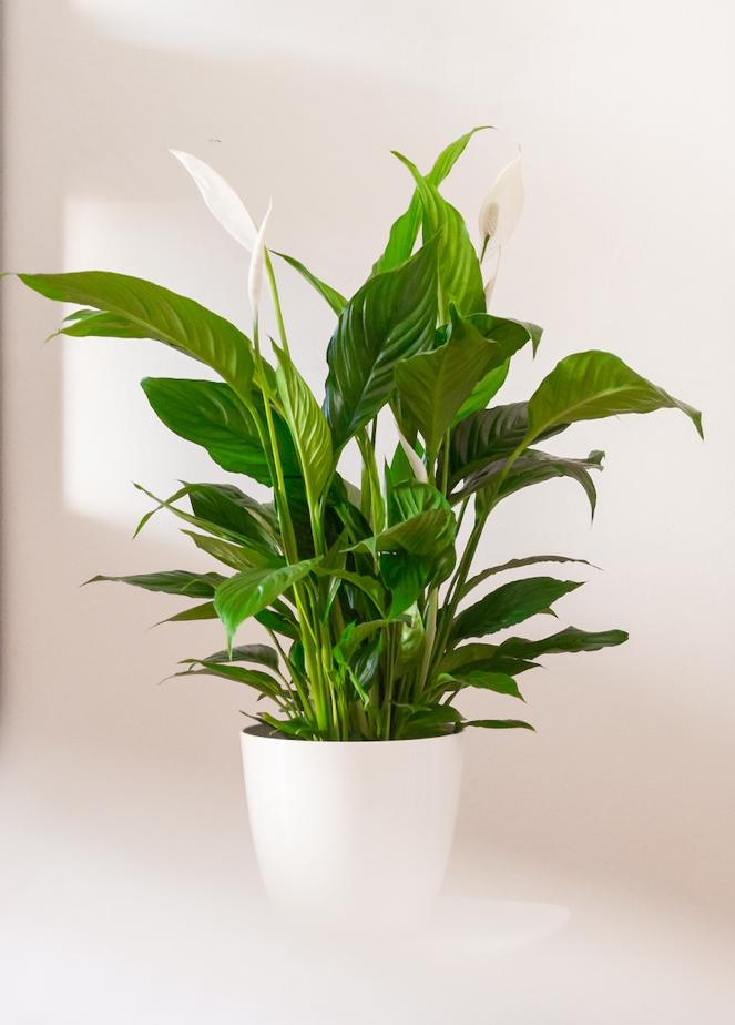 Et billede, der indeholder stueplante, plante, fredslilje, urtepotteAutomatisk genereret beskrivelse