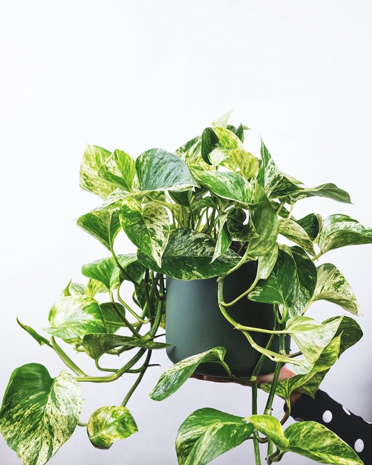 Et billede, der indeholder plante, stueplante, blad, urterAutomatisk genereret beskrivelse