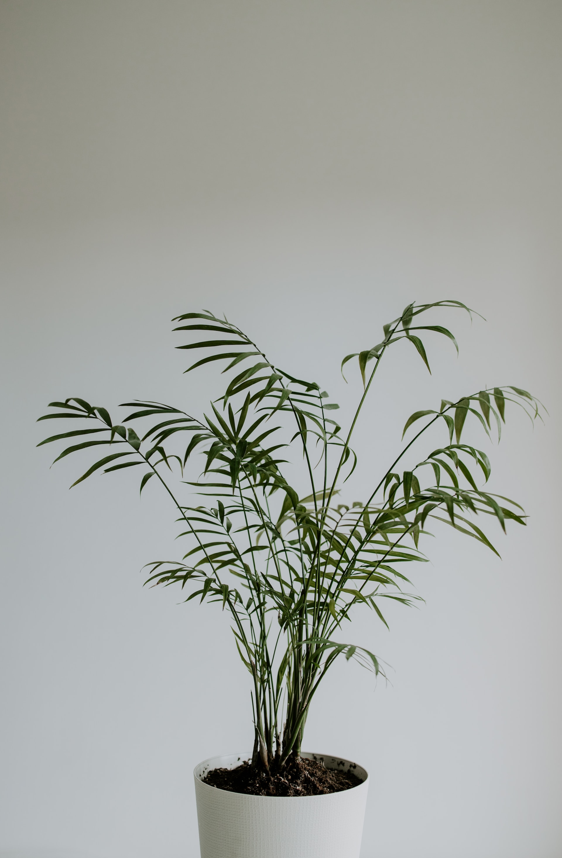Bambuspalmen er en flot grøn plante til indendørs brug