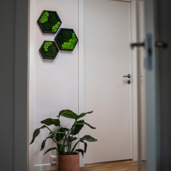 Hexagon trio i flad- og rensdyrmos 