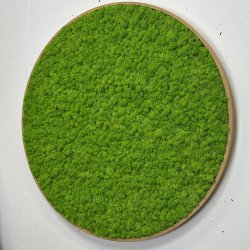 Mosbillede i rensdyrmos