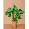 Fingerfilodendron
