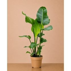 Strelitzia
