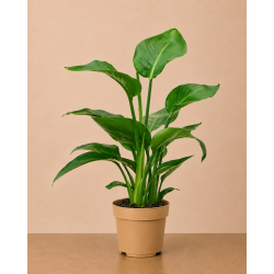 Strelitzia