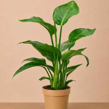 Strelitzia