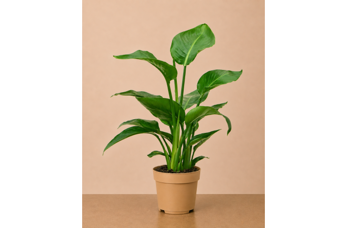 Strelitzia