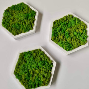 Hexagon trio i rensdyrmosmix