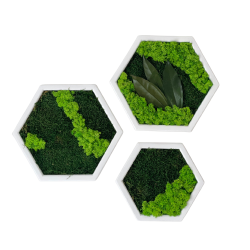 Hexagon trio i flad- og rensdyrmos 