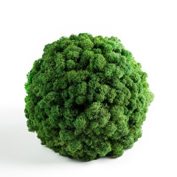 Moskugle i Rensdyrmos